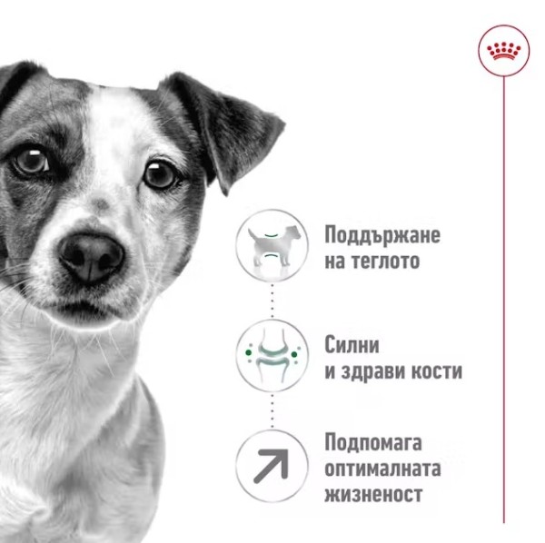 Royal Canin Adult Mini 8+ - Пълноценна суха храна за кучета от дребни породи от 8 до 12 години